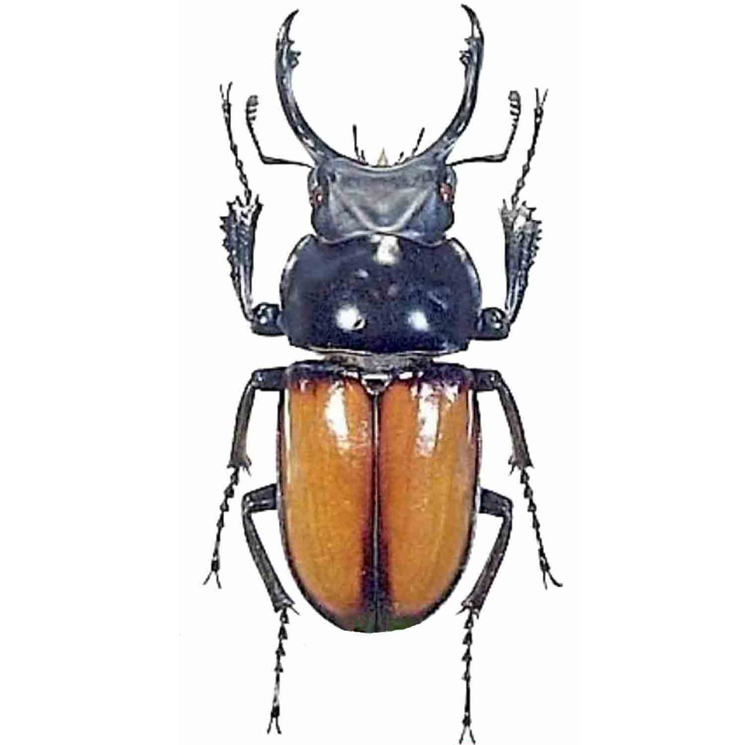 L'Arca di Noè - Neolucanus brochieri Stag Beetle Tropical